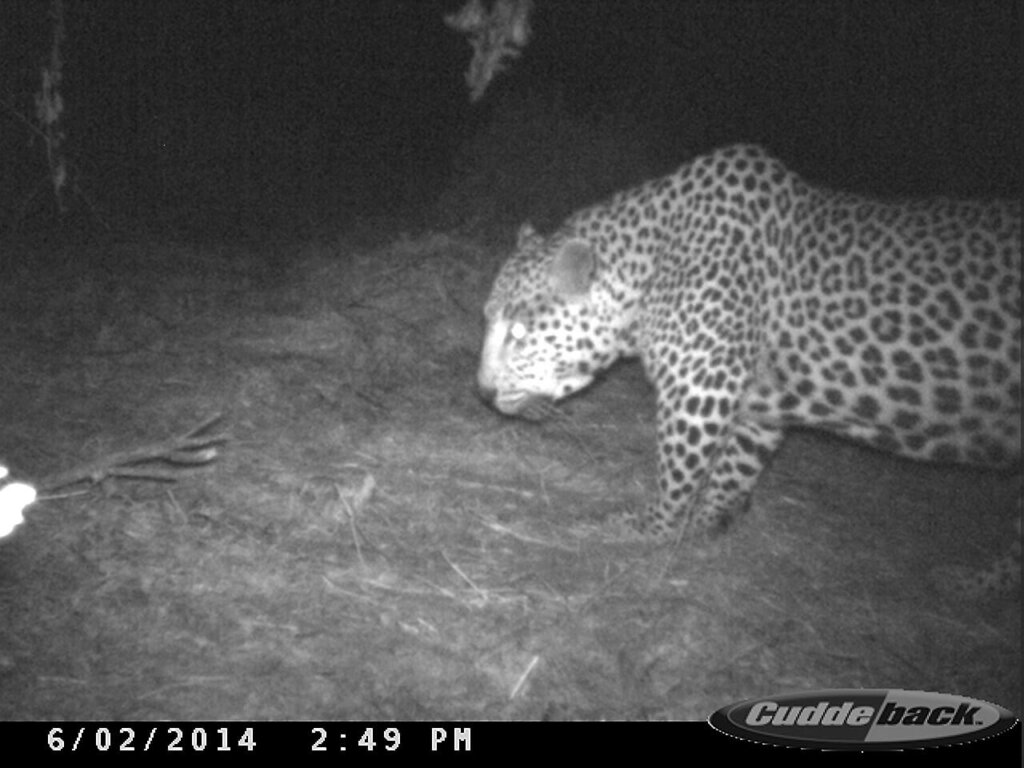 Leopard hunting in Namibia