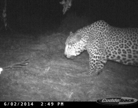 wta_699_DQ7RXC_leopard2