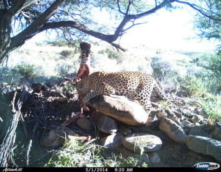 wta_699_HLR3N8_leopard9