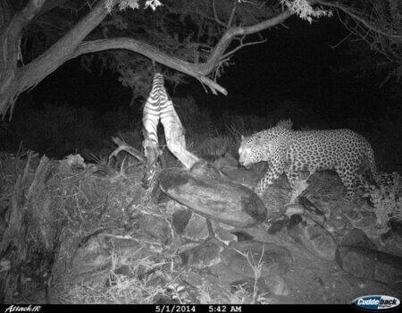 wta_699_HO6YEL_leopardb