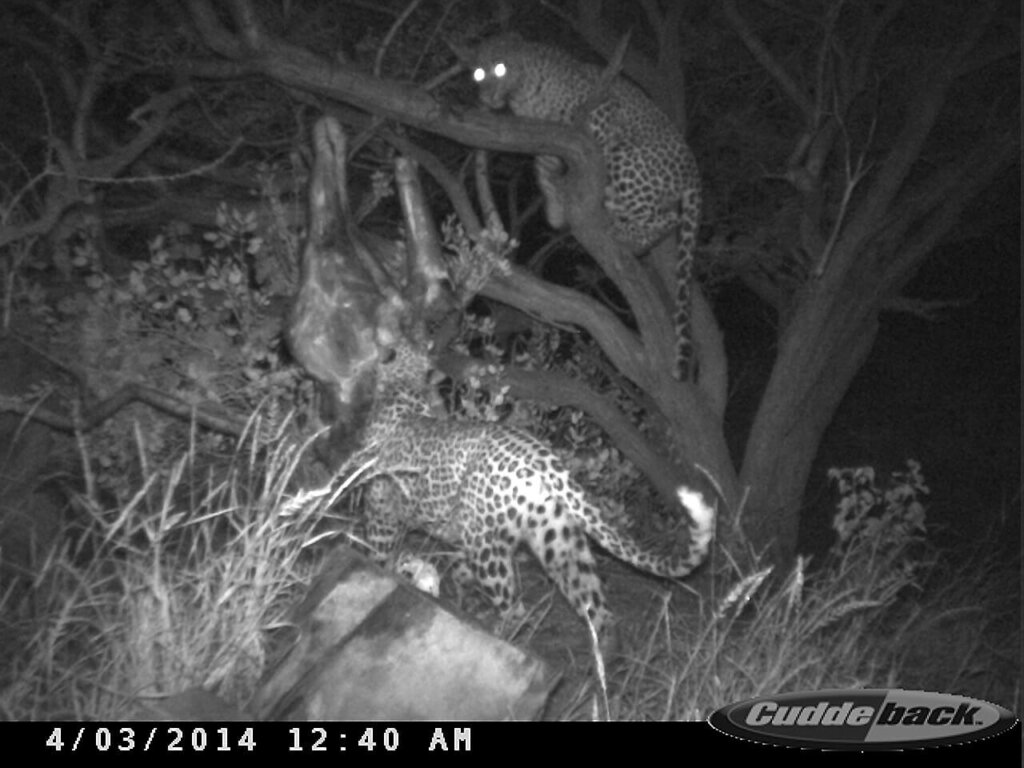 Leopard hunting in Namibia