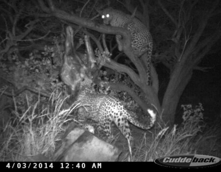 wta_699_KS0RFC_leopard7