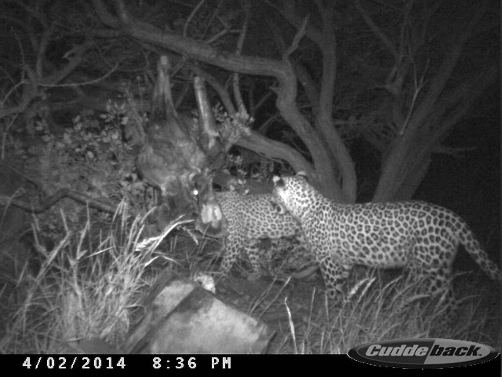 Leopard hunting in Namibia