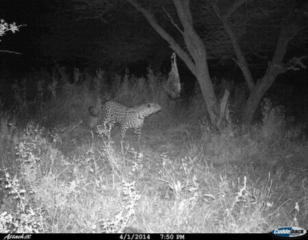 wta_699_RM1YDZ_leopard6