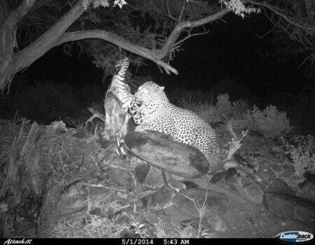 wta_699_S52E7M_leopard10