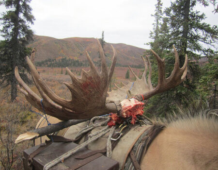 wta_702_G6LUAI_079_Moose(30)