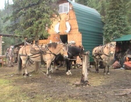 wta_702_P3G46H_079_Moose(49)