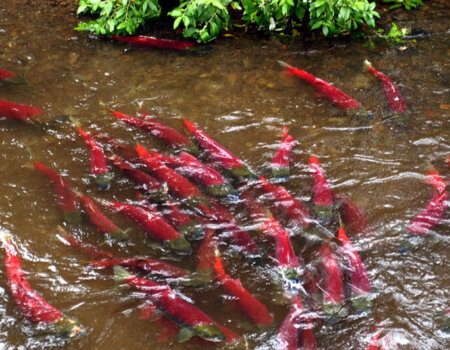 wta_708_SMEJ11_228_Fishing(29)