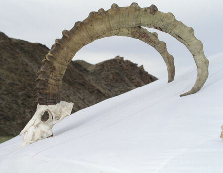 wta_725_HJTEKQ_IbexHorns