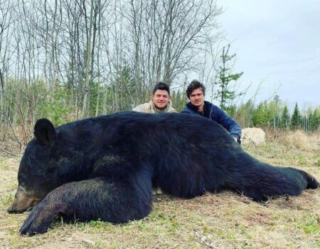 wta_733_X5R20V_Bear4