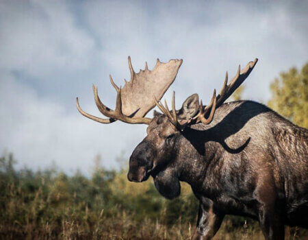 wta_739_P2SPSQ_06-Moose(4)