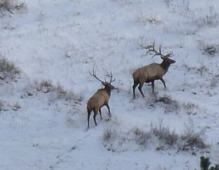 wta_772_WWLHTE_174_Elk(1)