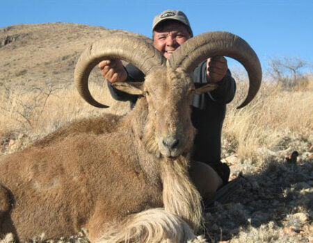 wta_795_2ILYNP_078-aoudad-27