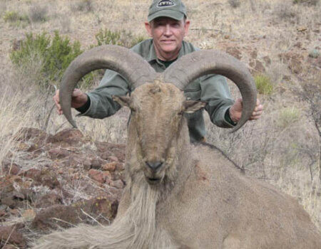 wta_795_4279QN_078-aoudad-40