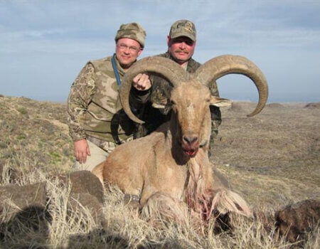 wta_795_4TGXJY_078-aoudad-9