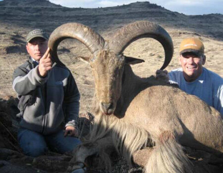 wta_795_57OQVT_078-aoudad-32