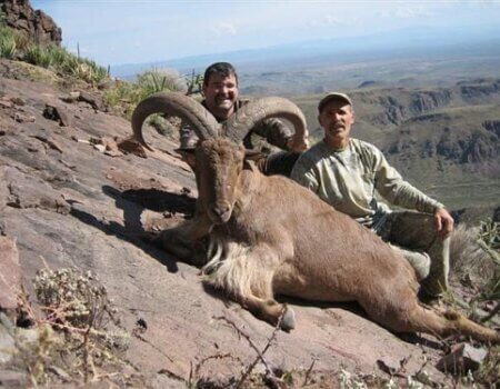 wta_795_5RNOOX_078-aoudad-10