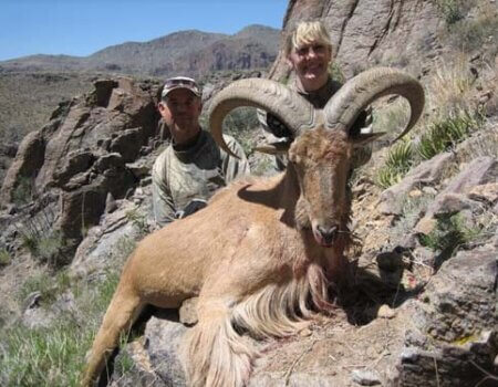 wta_795_62D6G3_078-aoudad-13