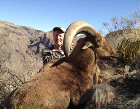 wta_795_711QCH_078-aoudad-39