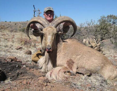 wta_795_84IPEJ_078-aoudad-16