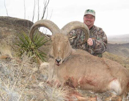 wta_795_96JAHX_078-aoudad-11