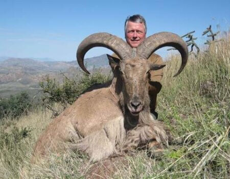 wta_795_DOZMJJ_078-aoudad-18