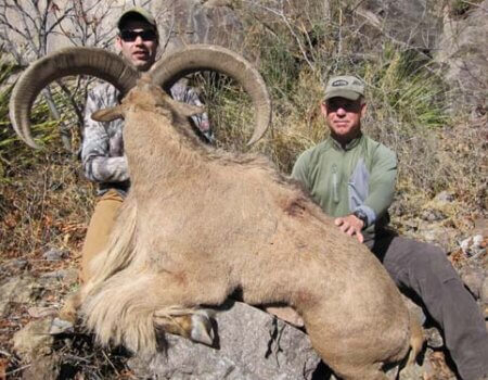 wta_795_HR524C_078-aoudad-25