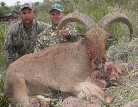 wta_795_I23KLQ_078-aoudad-6
