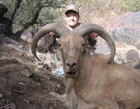 wta_795_IV3DWR_078-aoudad-36