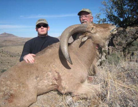 wta_795_L8UG1P_078-aoudad-20