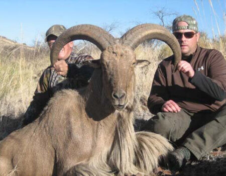 wta_795_MTVCZF_078-aoudad-31