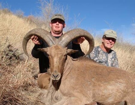 wta_795_MZ855N_078-aoudad-22