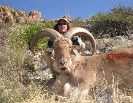 wta_795_TEMHJ1_078-aoudad-14
