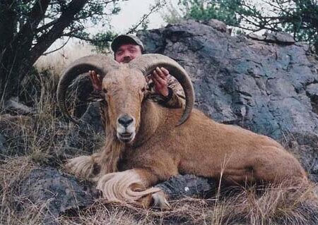 wta_795_UZCRAR_078-aoudad-3