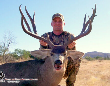 wta_79_8KDTKU_Sonora_05MuleDeer(13)