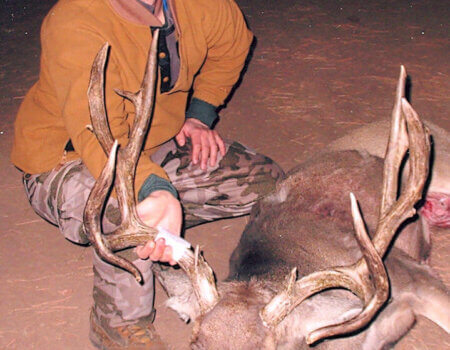 wta_800_1F9U49_DAMuleDeer3