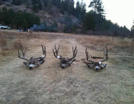 wta_800_1VQETN_DAMuleDeer8