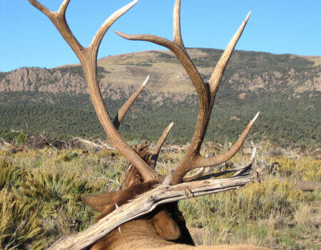 wta_80_J0WR39_006_UTElk(20)