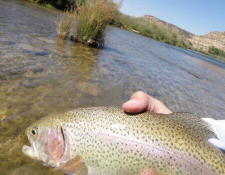 wta_863_17AYH4_fish-1