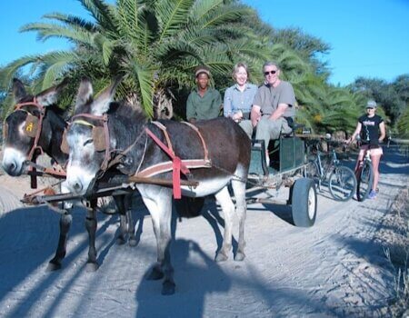 wta_884_3N237K_donkycart