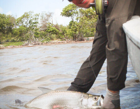 wta_913_Long baby tarpon