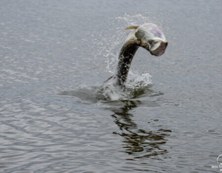 wta_913_McGlothlin_ElPesc_Jan202111