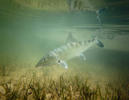 wta_913_ZKCPYU_Bonefish