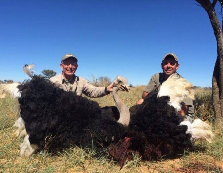 wta_951_UK4ML8_TomGoodwin-ostrich