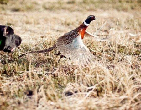 wta_959_3JUR07__HAF0373