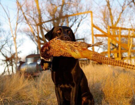 wta_959_QR32LP_R&RPheasanthunt11-3-09No.2081