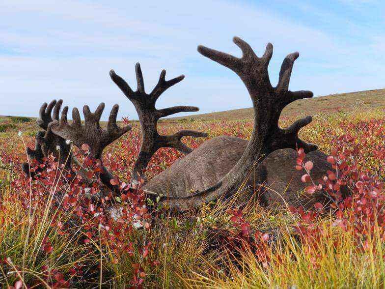 Alaska Brooks Range Guided Caribou Hunts