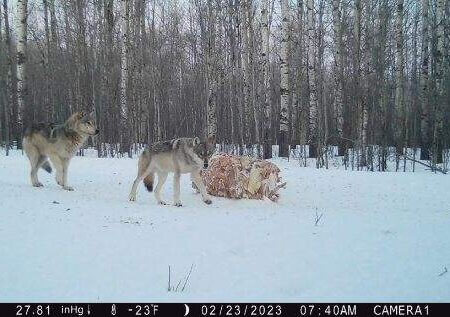 wta_1932_image0000 (10)