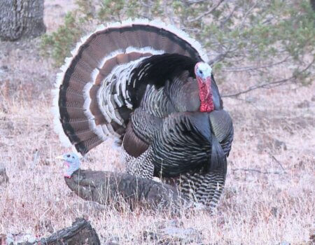 wta_1937_FB_IMG_1436328663077-copy