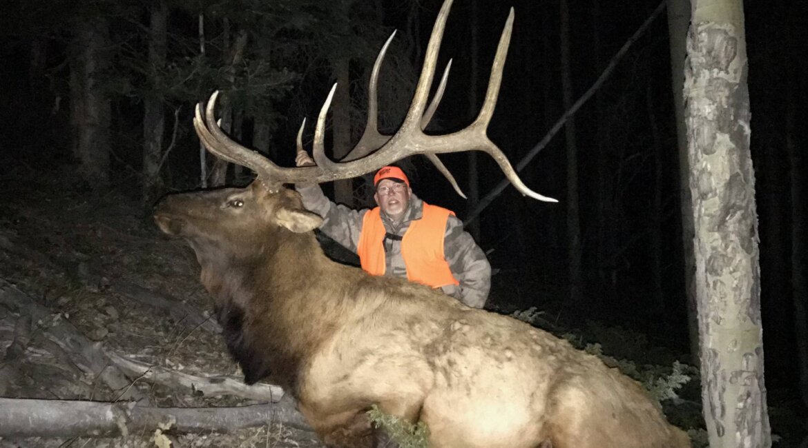 Colorado Wilderness Elk